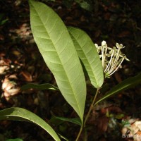 Ixora thwaitesii Hook.f.